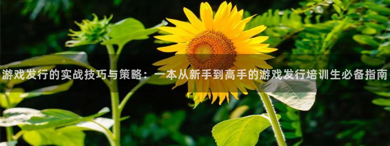 杏耀子财经丛书