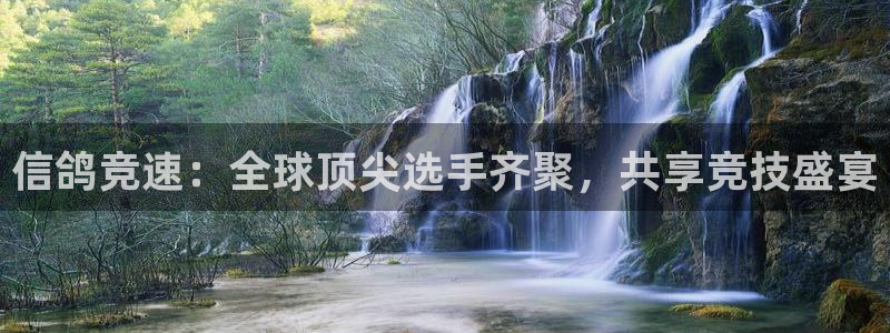 说球帝足球直播：信鸽竞速：全球顶尖选手齐聚，共享竞技盛宴